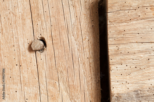 Woodworm in Oak Beam photo