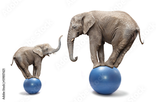 Elephant female and her baby elephant balancing on a blue balls.