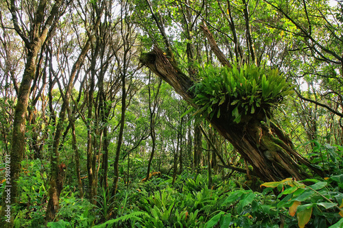 Lush tropical vegetation in Pihea trail