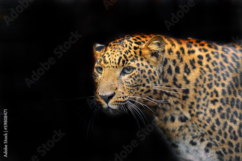 Portrait of leopard in its natural habitat © kyslynskyy
