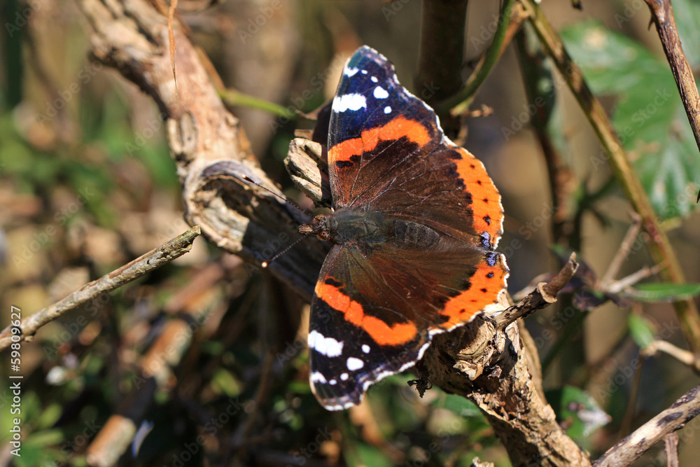 Obraz premium Red Admiral Butterfly