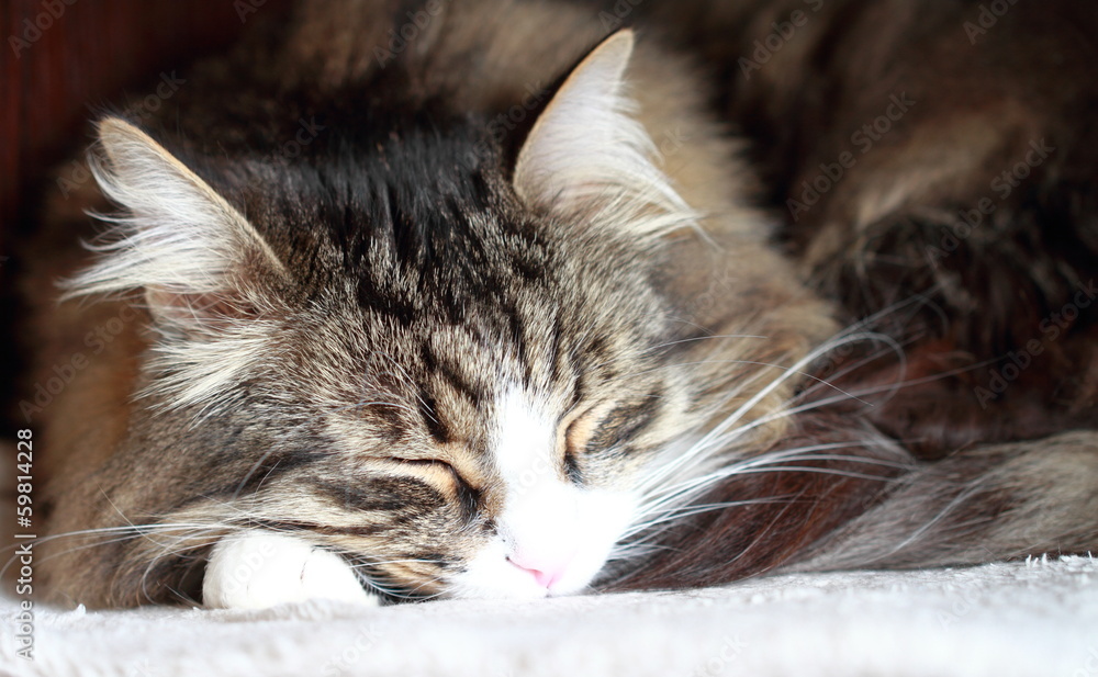adult cat of siberian breed, sleeping on the blanket
