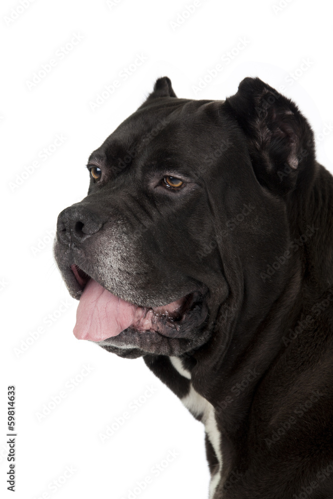 Cane Corso black dog on white background Cane Corso black dog on white background
