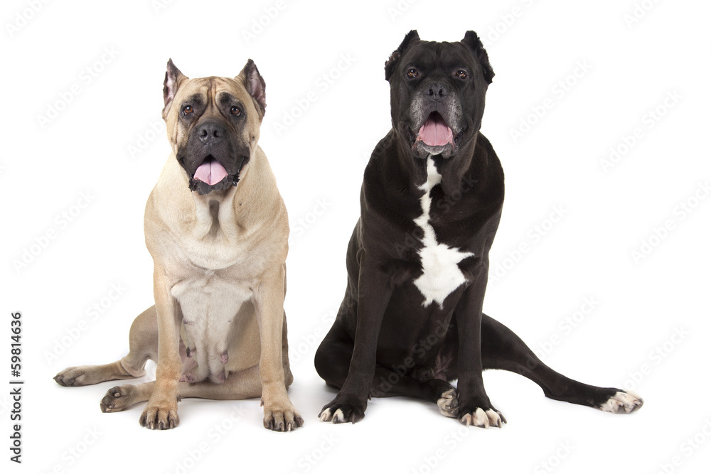 Cane Corso dogs on white background Cane Corso dogs on white background