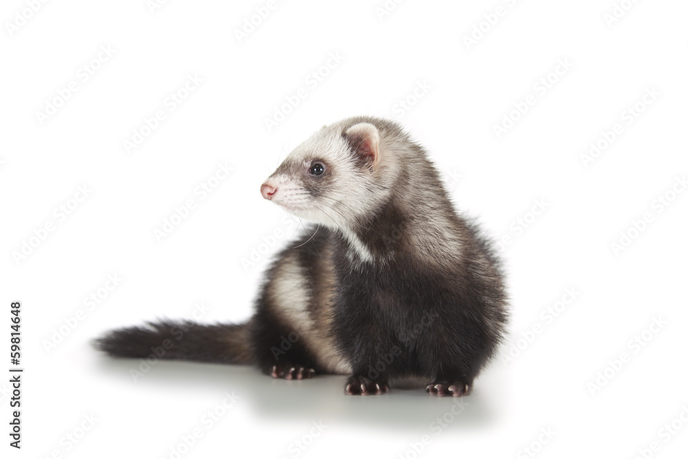 Fototapeta premium young ferret
