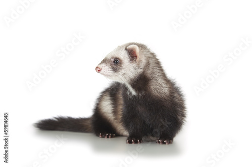 young ferret
