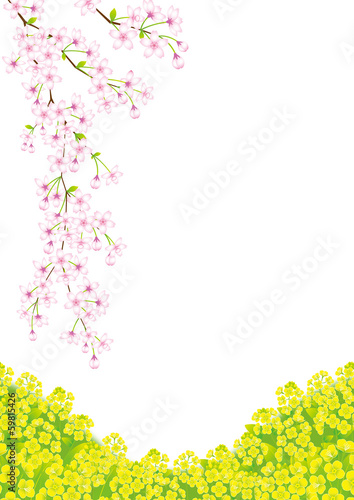 桜と菜の花