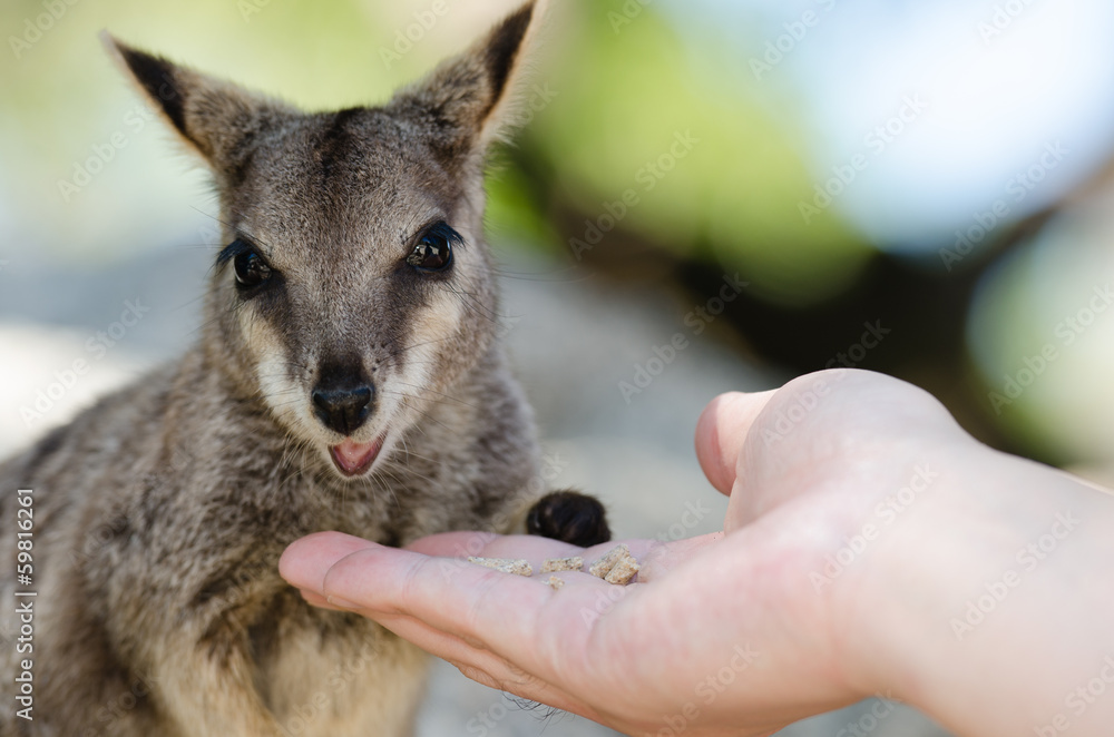 Obraz premium ロックワラビーの餌付け