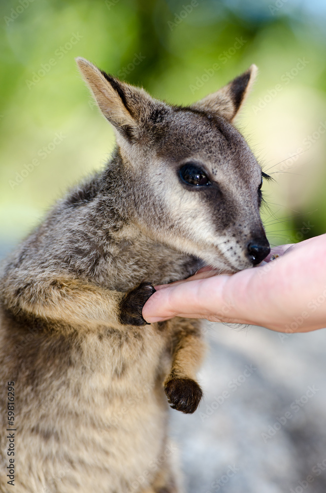 Fototapeta premium ロックワラビーの餌付け