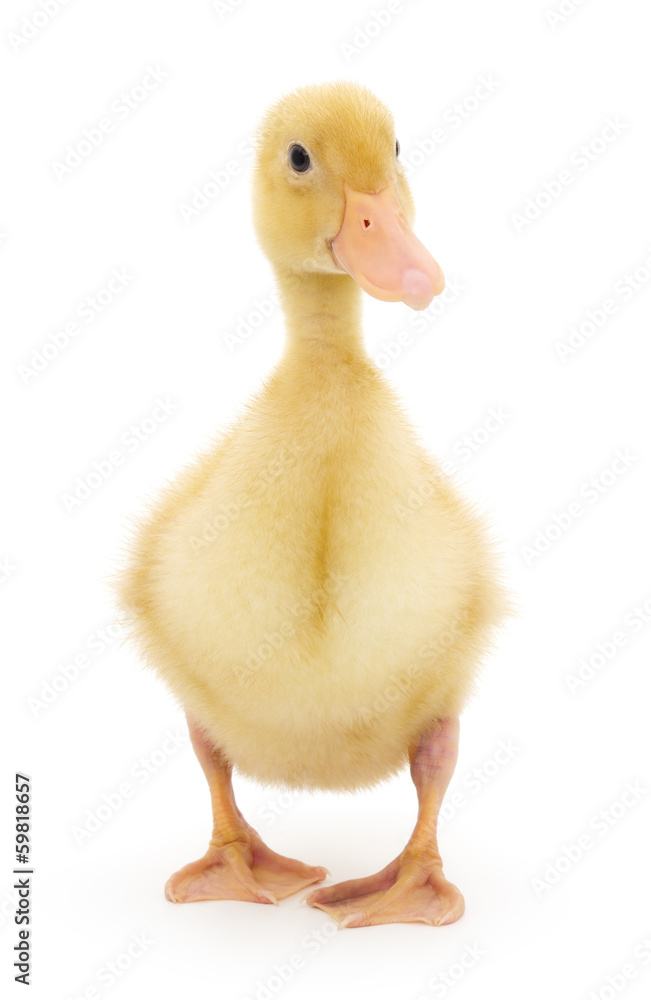 one duckling one duckling