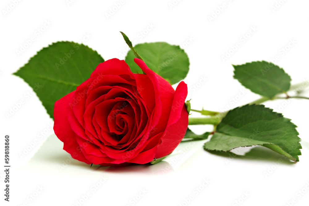Red rose on white - obrazy, fototapety, plakaty 
