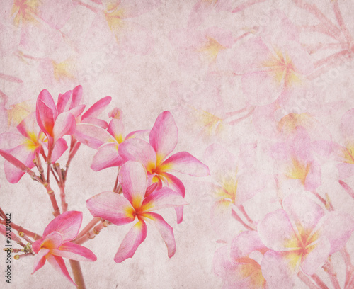 frangipani or plumeria tropical flower with old grunge antique p