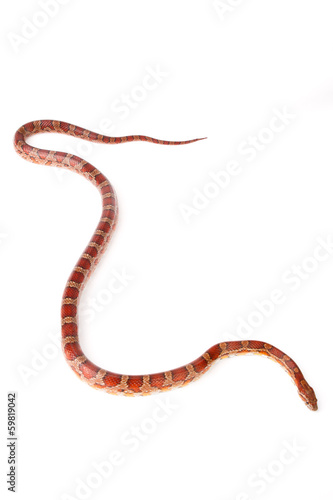 snake
