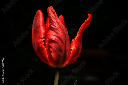 Fototapeta Naklejka Na Ścianę i Meble -  Red tulip
