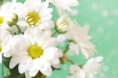 Fototapeta Naklejka Na Ścianę i Meble -  gentle chamomiles on a pale green background