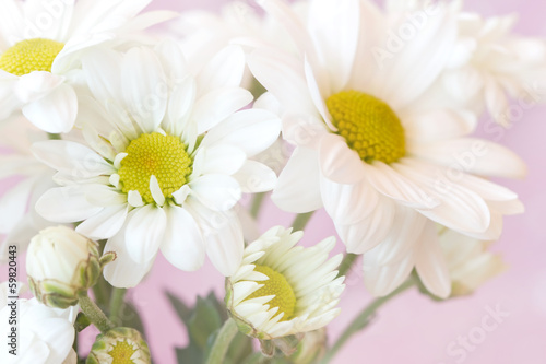 lovely chamomiles on a pale pink background