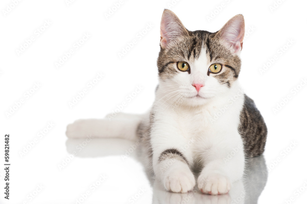 Obraz premium Junger Kater