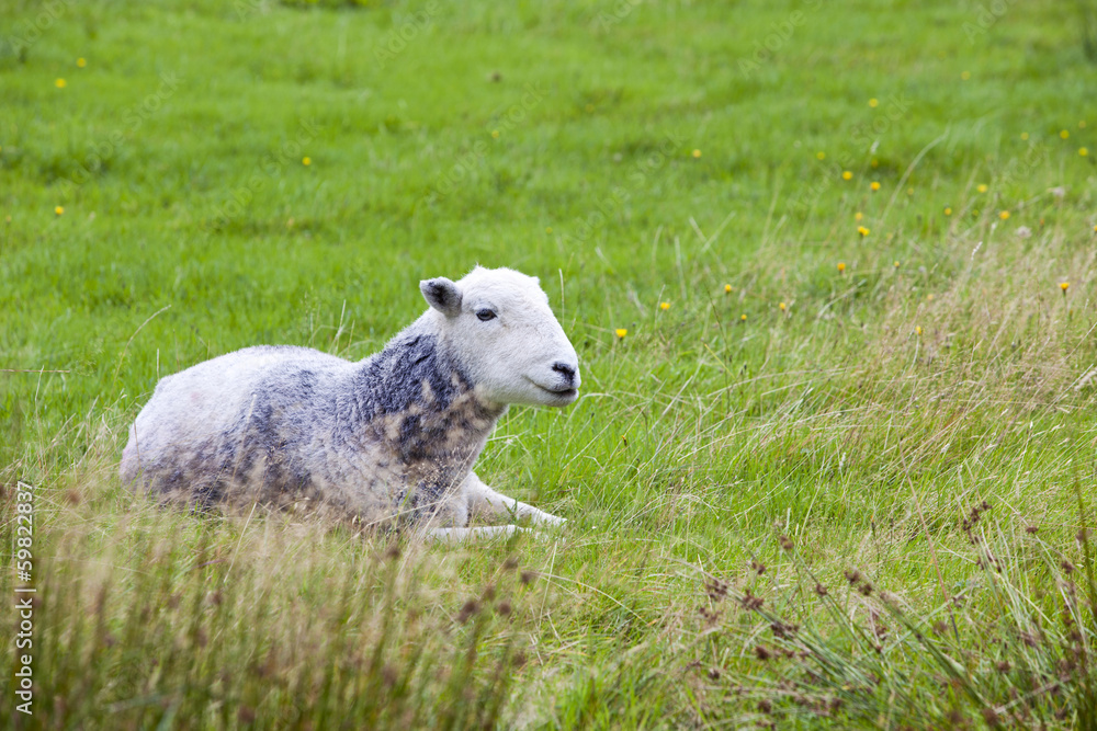 Obraz premium Sheep relaxing in field