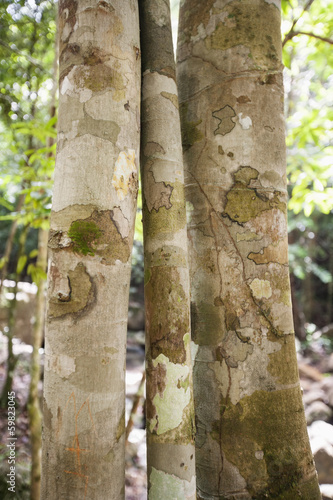 Close-up of tree trunks in forest, Koh Pha Ngan, Thailand