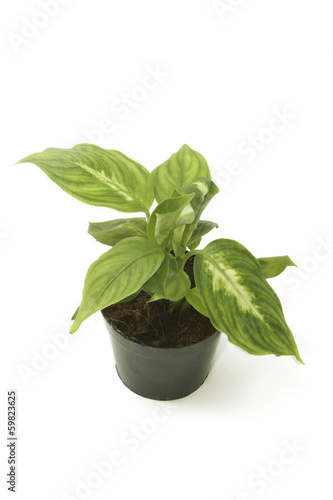 Dieffenbachia ,window plant