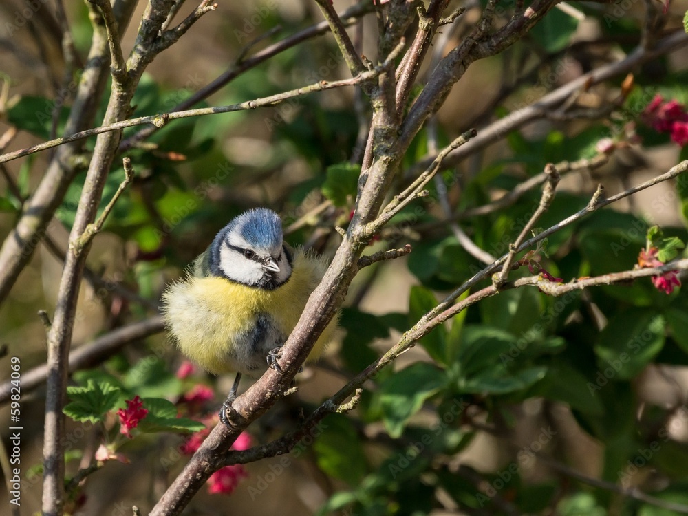 Bluetit perched in a blooming ribes bush