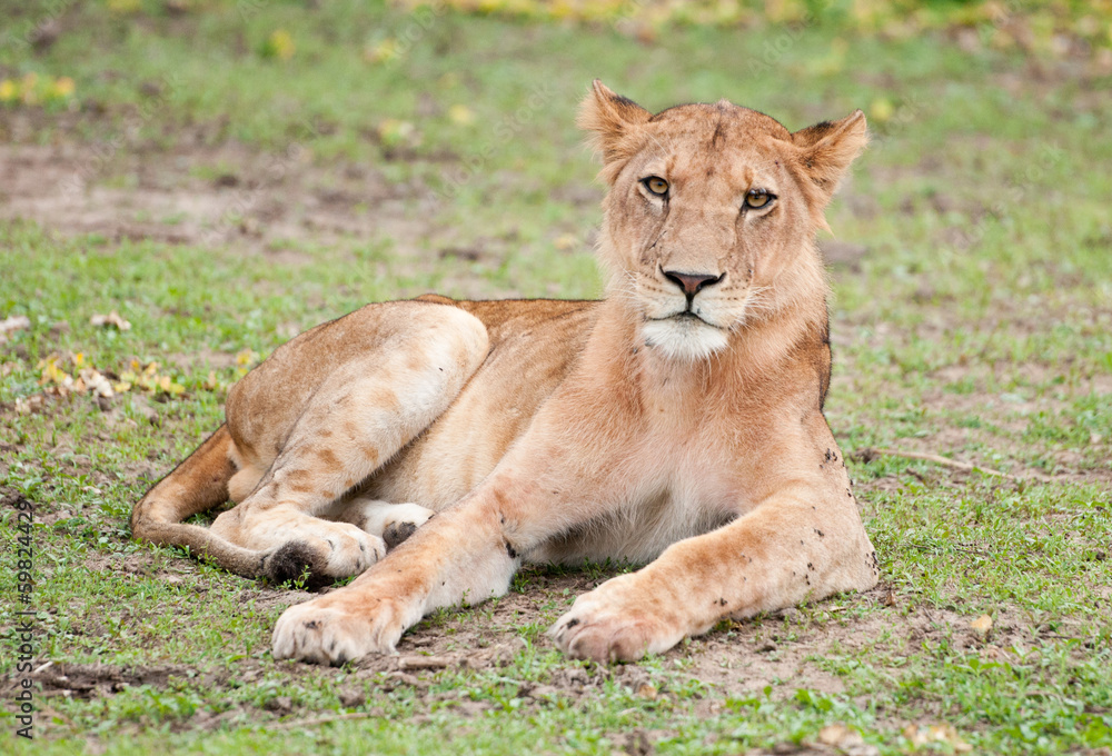 female lion lying lazy in the grass looking at camera female lion lying lazy in the grass looking at camera