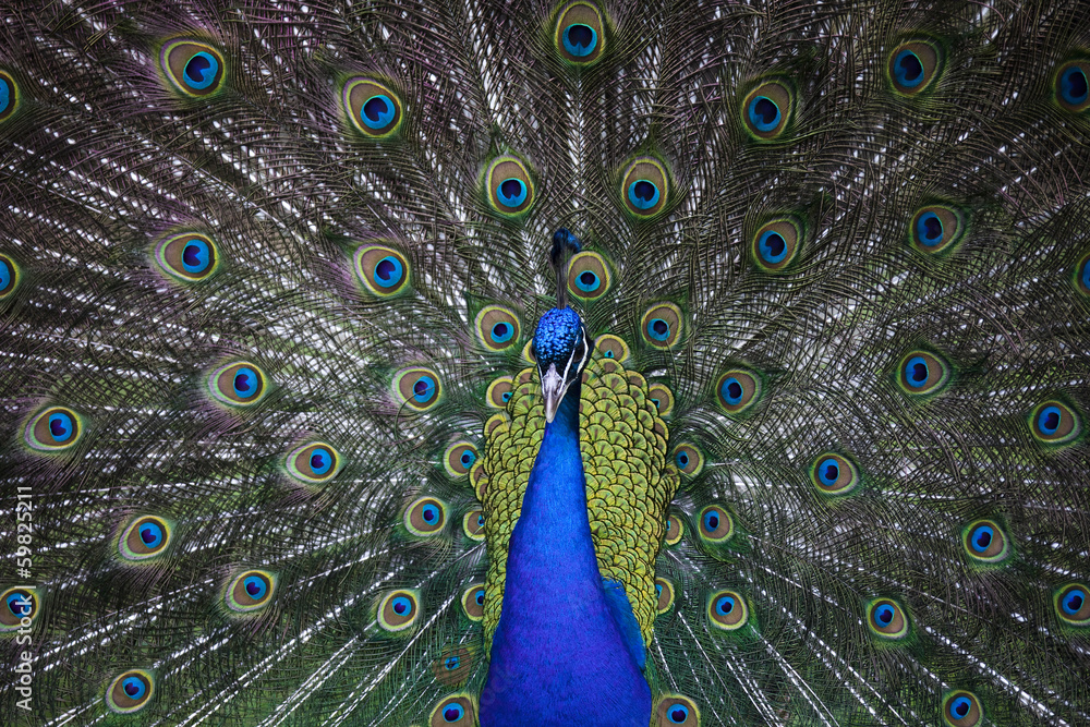 Obraz premium Indian peacock showing off