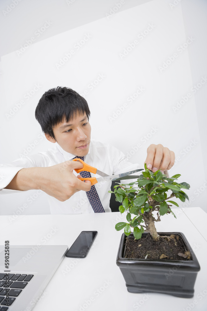 Asian businessman pruning plant at office desk Asian businessman pruning plant at office desk