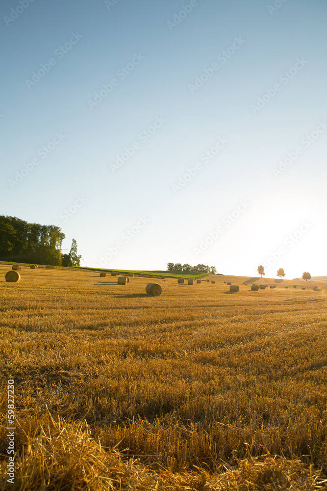 Fototapeta premium Evening after the Harvest.