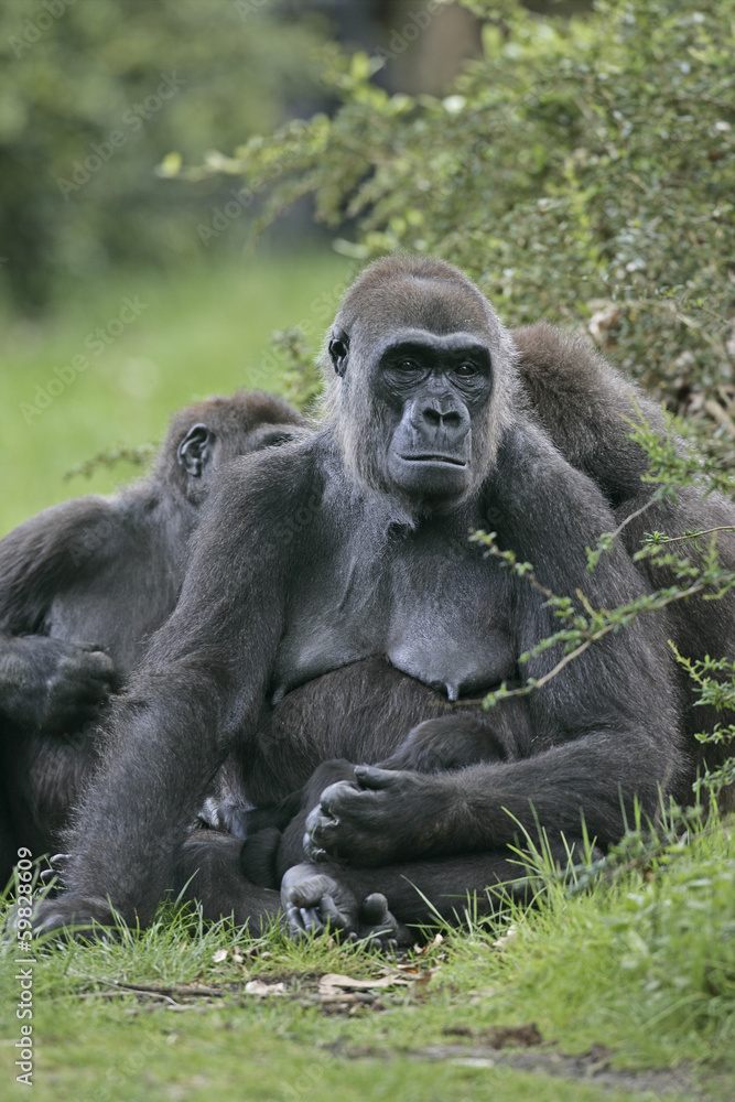 Western lowland gorilla, Gorilla gorilla Western lowland gorilla, Gorilla gorilla
