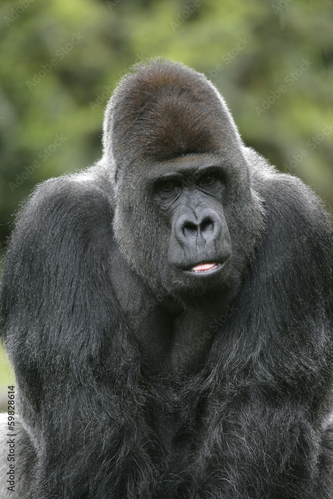 Western lowland gorilla, Gorilla gorilla