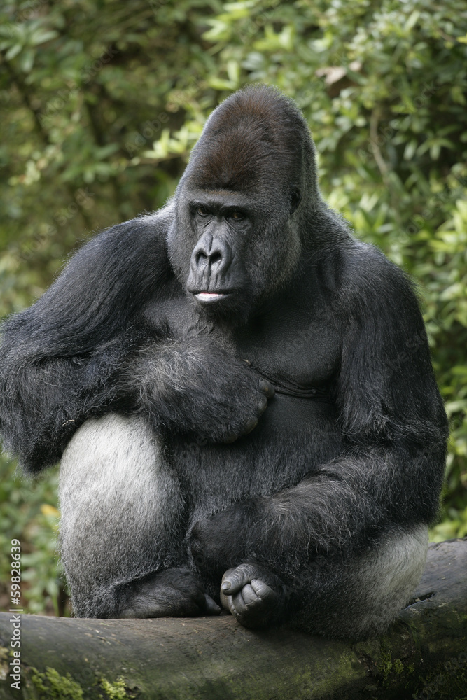 Western lowland gorilla, Gorilla gorilla Western lowland gorilla, Gorilla gorilla