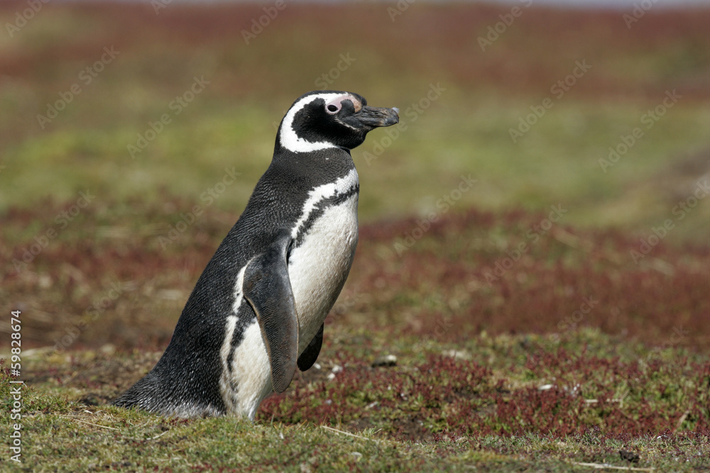 Obraz premium Magellanic penguin, Spheniscus magellanicus