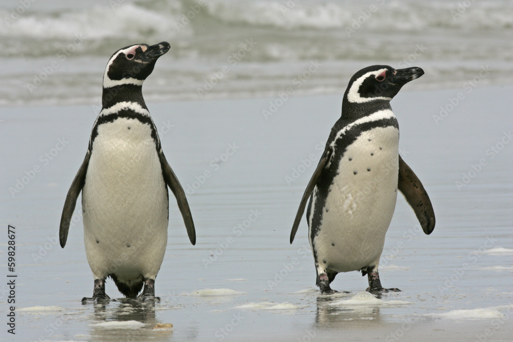 Fototapeta premium Magellanic penguin, Spheniscus magellanicus