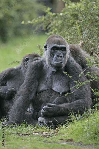 Western lowland gorilla, Gorilla gorilla © Erni