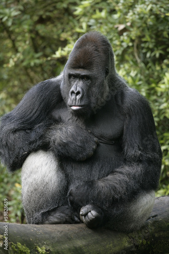 Western lowland gorilla, Gorilla gorilla © Erni