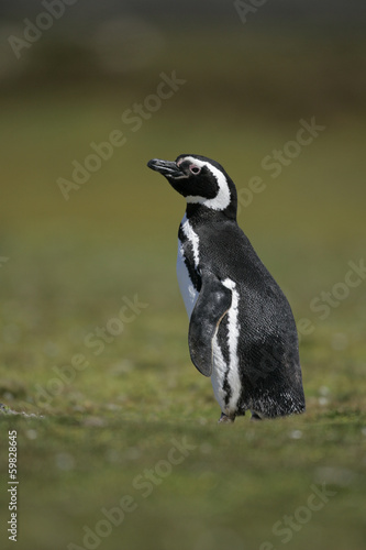 Magellanic penguin, Spheniscus magellanicus