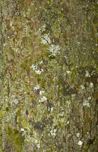 Tree bark texture
