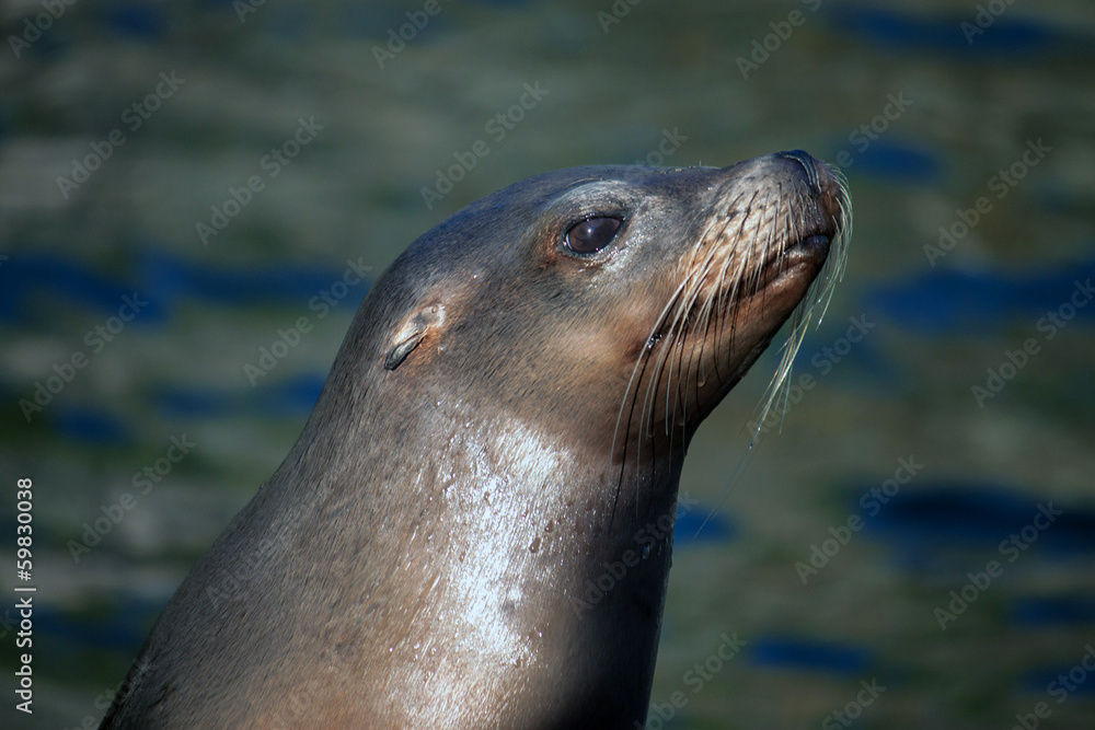 Obraz premium Californian Sea Lion (Zalophus californianus)