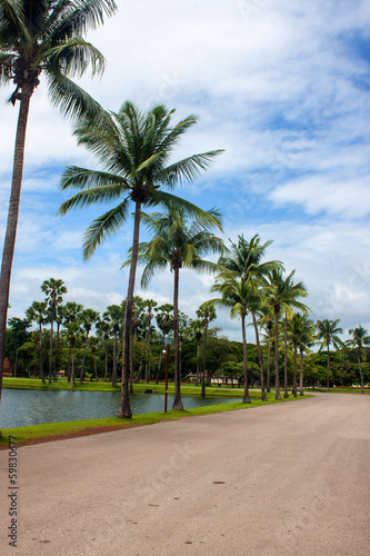 Palms in Sukhothai Historical Park  Thailand