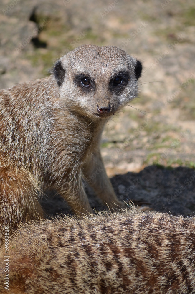 Fototapeta premium Erdmännchen (Suricata suricatta)