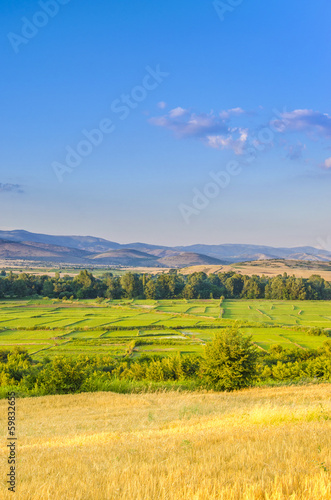 Yellow Wheat and Green Rice Field under clear blue sky