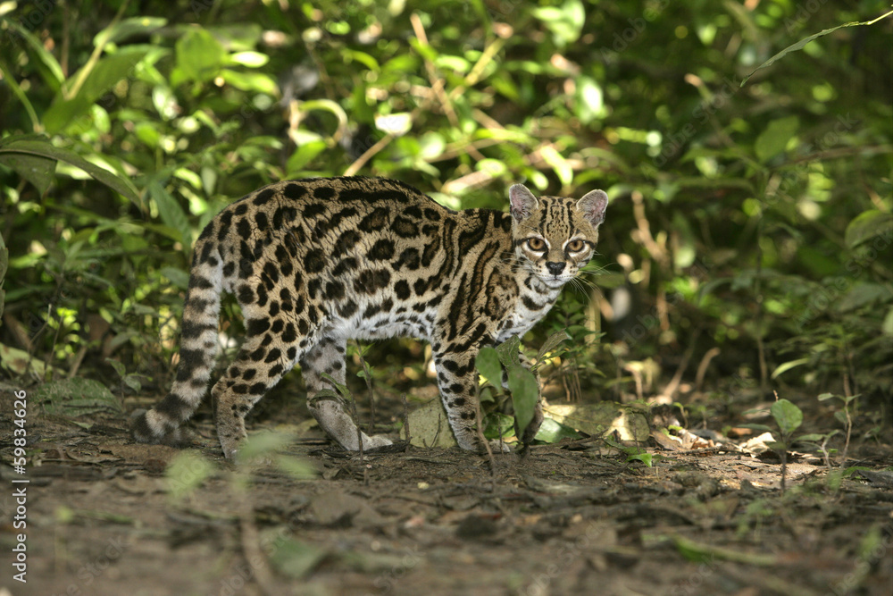Obraz premium Margay or tiger cat or little tiger, Leopardus wiedii
