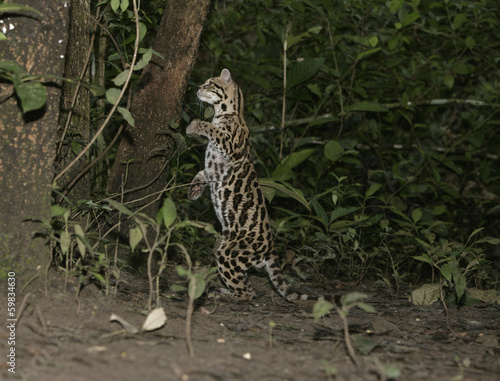Margay or tiger cat or little tiger, Leopardus wiedii