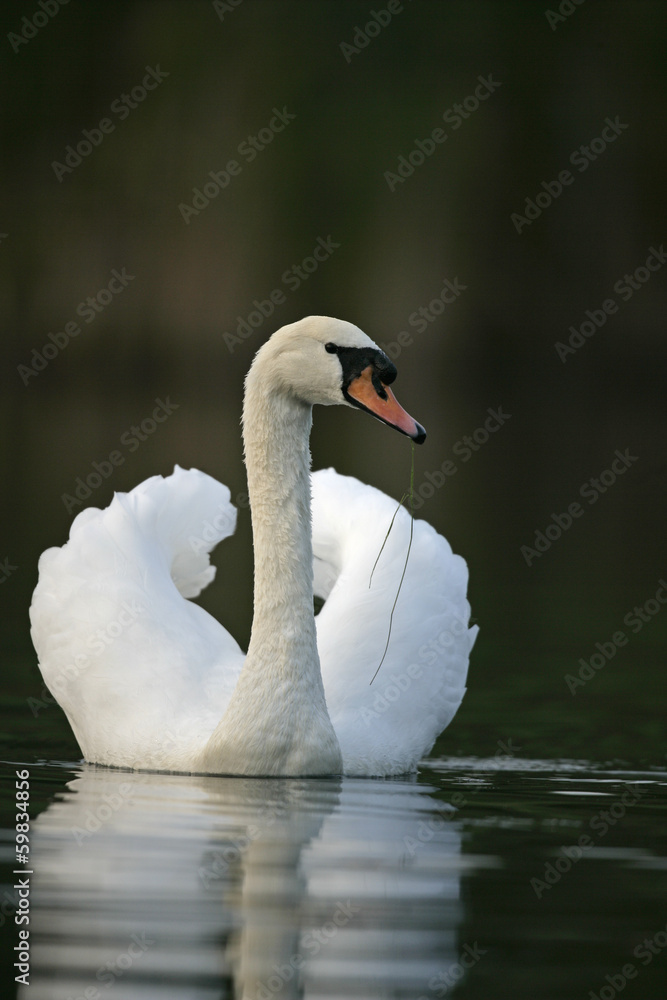 Mute swan, Cygnus olor Mute swan, Cygnus olor