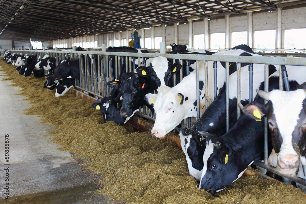 The cows in the stable eating straw through fences The cows in the stable eating straw through fences