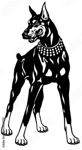 doberman pinscher black white