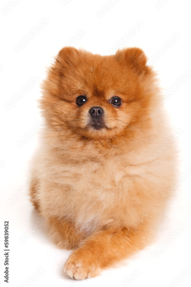 spitz, Pomeranian dog on white background, studio shot