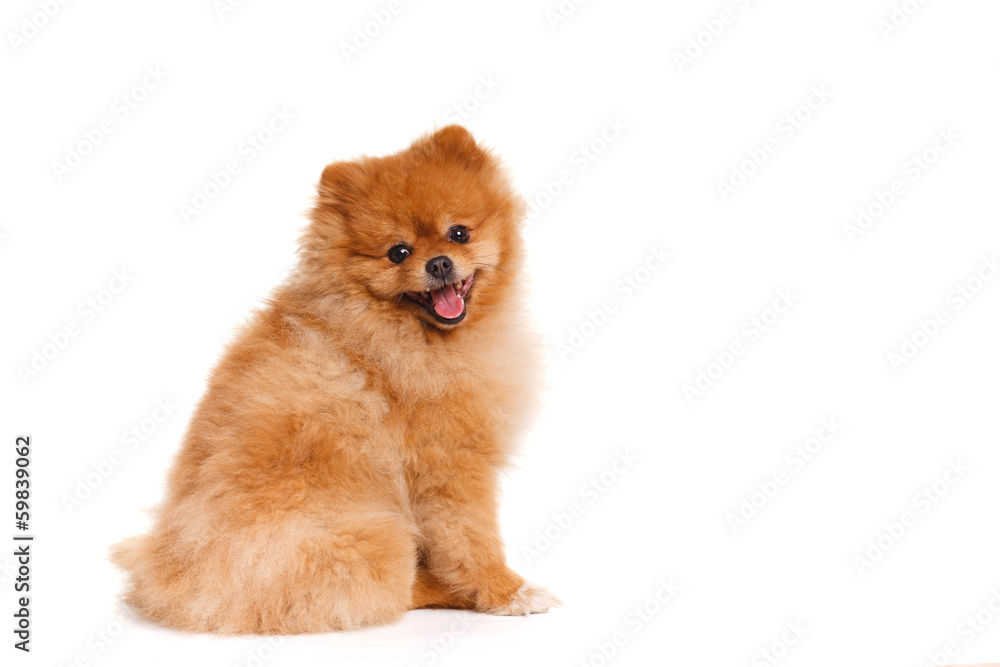 spitz, Pomeranian dog on white background, studio shot