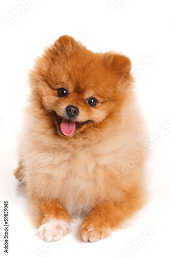 spitz  Pomeranian dog on white background  studio shot